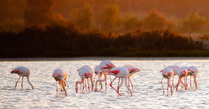 Flamingoes in Doñana Spain by Javier Sanchez photographer